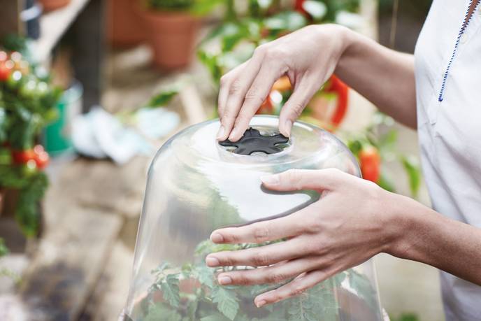 green basics grow house round 30cm transparent
